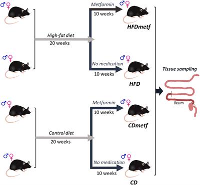 Metformin targets intestinal immune system signaling pathways in a high-fat diet-induced mouse model of obesity and insulin resistance